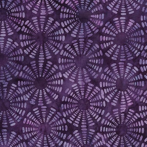 [122318460] 122318460 / Sonic-Purple Hyacinth