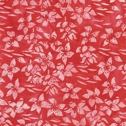 [122422155] Helleborus-Pink Punch